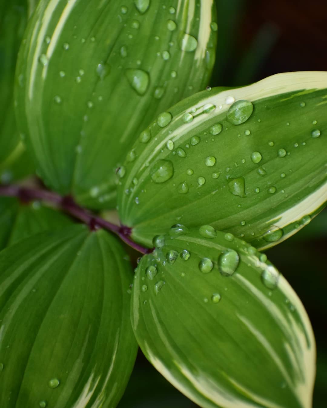 Solomon's Seal Root Tincture, 1 oz. - Image 2