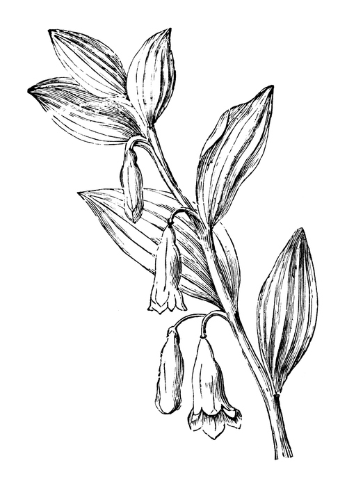 Solomon's Seal Root Tincture, 1 oz. - Image 4