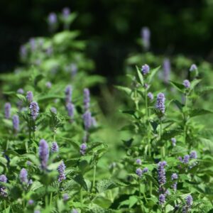 4 oz, Anise Hyssop (Dry Herb || Small Batch)
