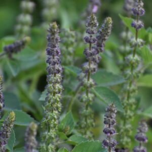 8 oz, Tulsi (Dry Herb || Small Batch)