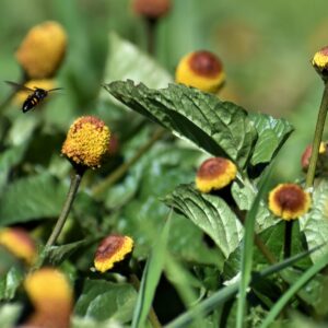 4 oz, Spilanthes Flower + Leaf (Dry Herb || Small Batch)